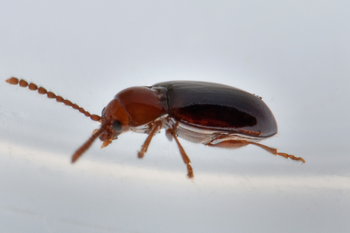 Chrysomelidae? S, Alticini, Orestia kraatzi